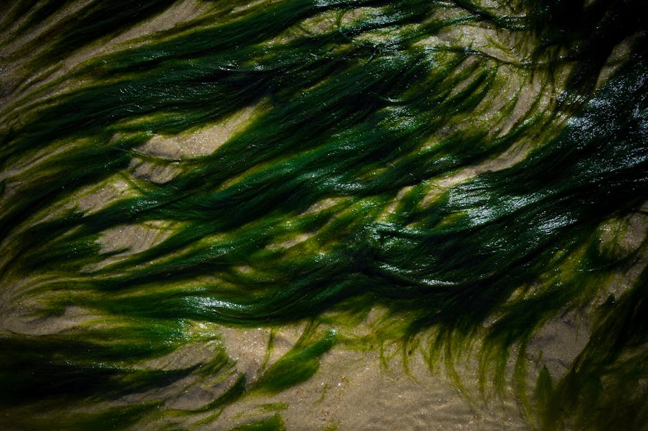 Les bienfaits de la mer reproduits à la maison : eau salée, algues et sable pour une peau sublimée seaweed algae skincare natural marine ingredients beauty