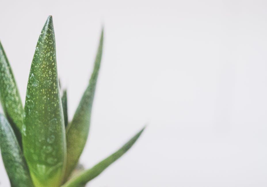 3 masques DIY à l'aloe vera : hydratation, purification et anti-âge maison fresh aloe vera leaves cut open showing clear gel white background